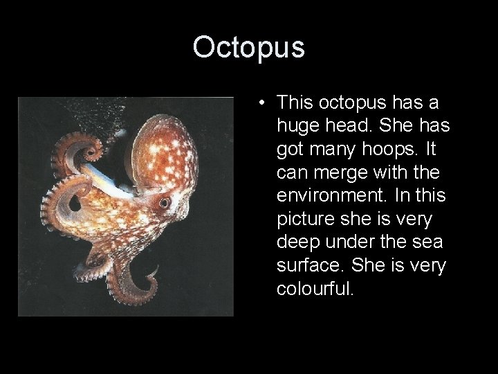 Octopus • This octopus has a huge head. She has got many hoops. It