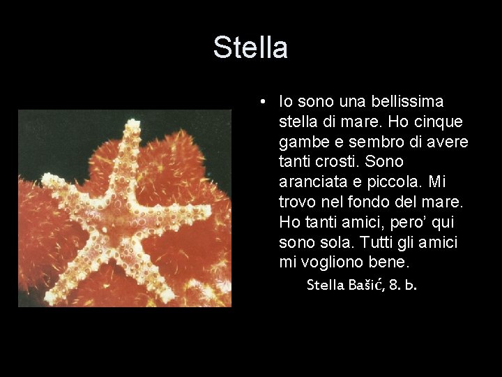 Stella • Io sono una bellissima stella di mare. Ho cinque gambe e sembro