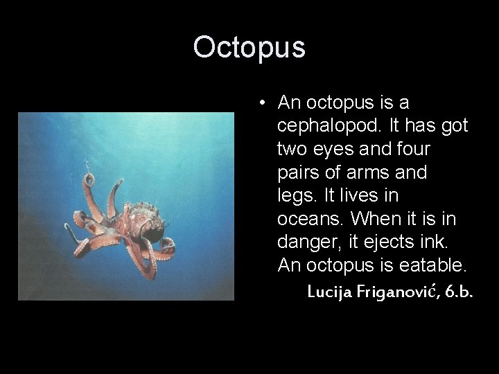 Octopus • An octopus is a cephalopod. It has got two eyes and four