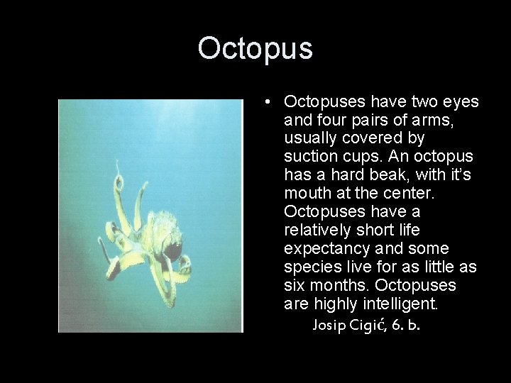 Octopus • Octopuses have two eyes and four pairs of arms, usually covered by