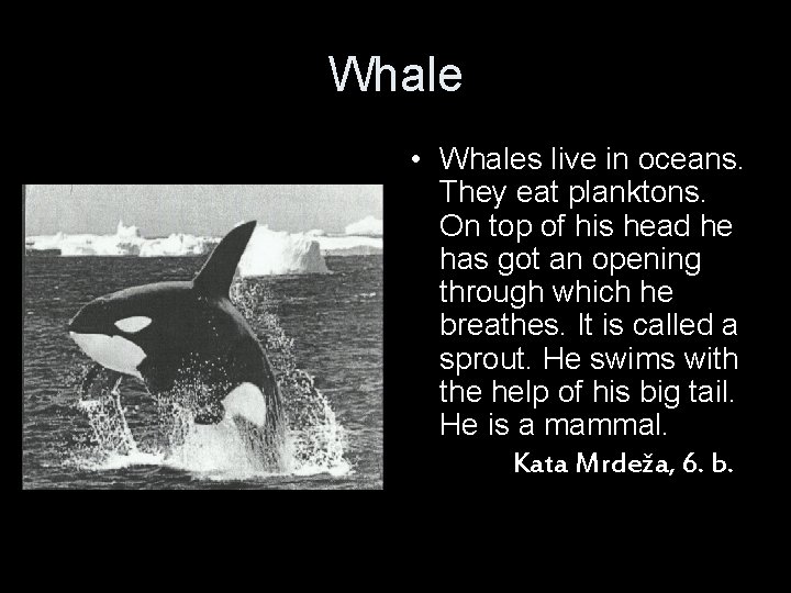 Whale • Whales live in oceans. They eat planktons. On top of his head