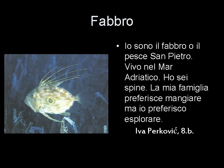 Fabbro • Io sono il fabbro o il pesce San Pietro. Vivo nel Mar