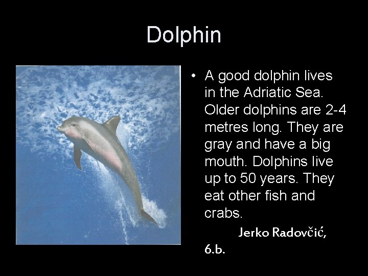 Dolphin • A good dolphin lives in the Adriatic Sea. Older dolphins are 2