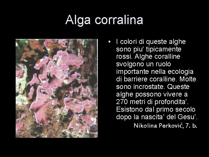 Alga corralina • I colori di queste alghe sono piu’ tipicamente rossi. Alghe coralline
