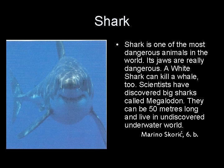 Shark • Shark is one of the most dangerous animals in the world. Its