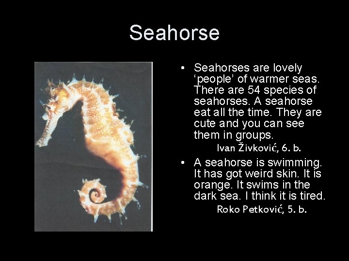 Seahorse • Seahorses are lovely ‘people’ of warmer seas. There are 54 species of