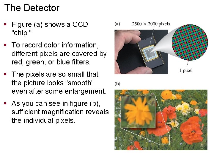 The Detector § Figure (a) shows a CCD “chip. ” § To record color