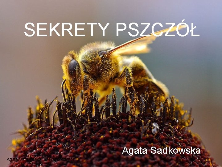 SEKRETY PSZCZÓŁ Agata Sadkowska „Sekrety pszczół” 