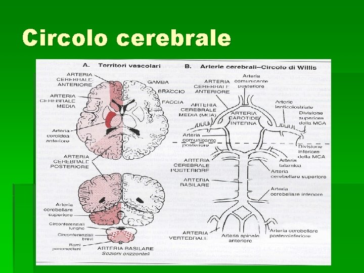 Circolo cerebrale Circolo cerebrale