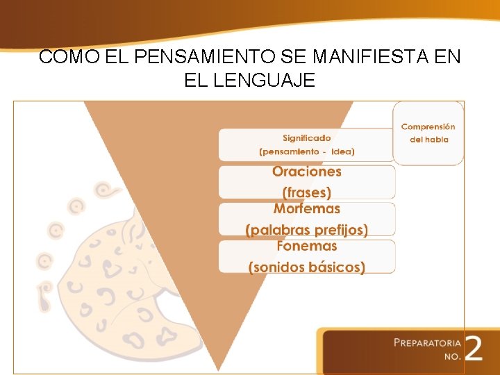 COMO EL PENSAMIENTO SE MANIFIESTA EN EL LENGUAJE 