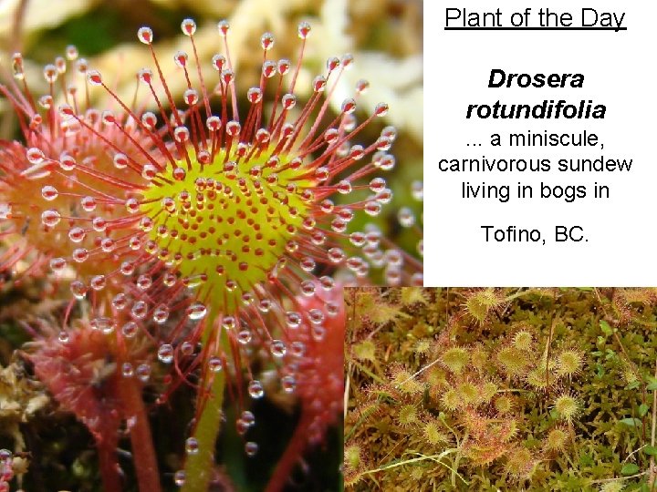 Plant of the Day Drosera rotundifolia. . . a miniscule, carnivorous sundew living in