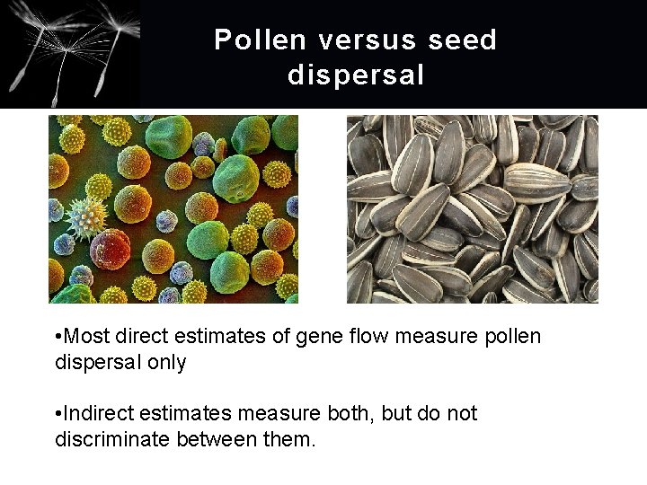 Pollen versus seed dispersal • Most direct estimates of gene flow measure pollen dispersal