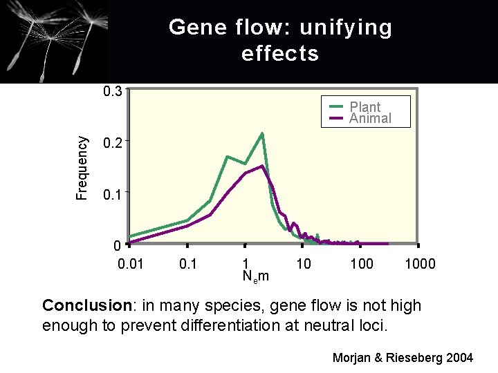 Gene flow: unifying effects 0. 3 Frequency Plant Animal 0. 2 0. 1 0