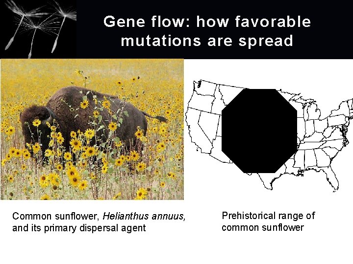 Gene flow: how favorable mutations are spread Common sunflower, Helianthus annuus, and its primary