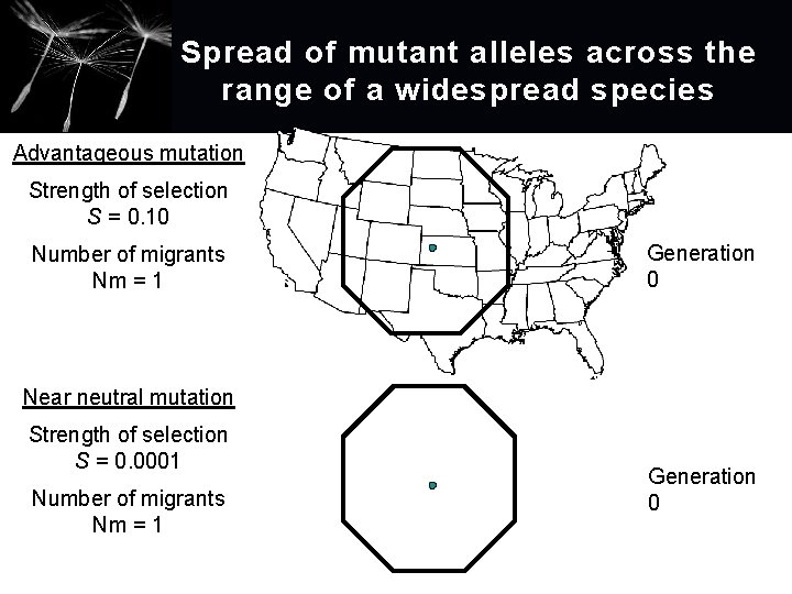 Spread of mutant alleles across the range of a widespread species Advantageous mutation Strength