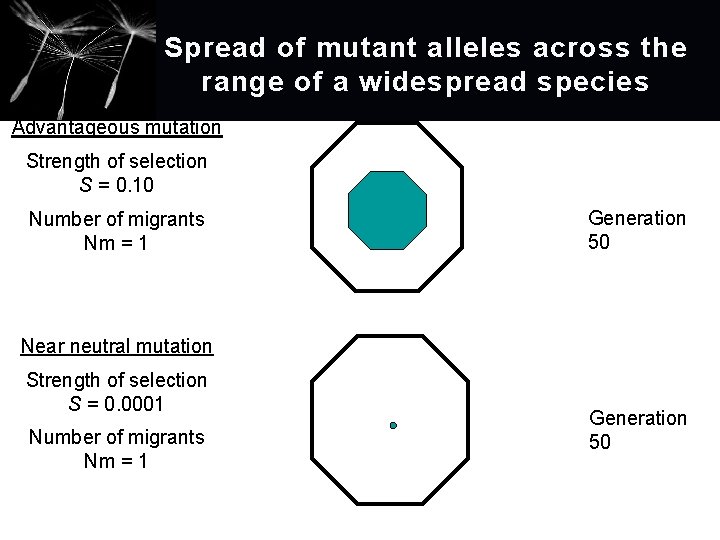 Spread of mutant alleles across the range of a widespread species Advantageous mutation Strength