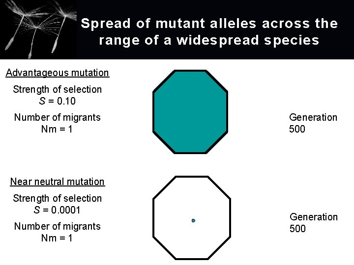 Spread of mutant alleles across the range of a widespread species Advantageous mutation Strength