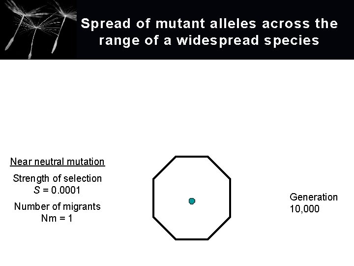 Spread of mutant alleles across the range of a widespread species Near neutral mutation