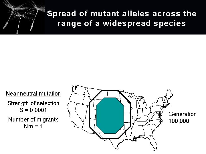 Spread of mutant alleles across the range of a widespread species Near neutral mutation