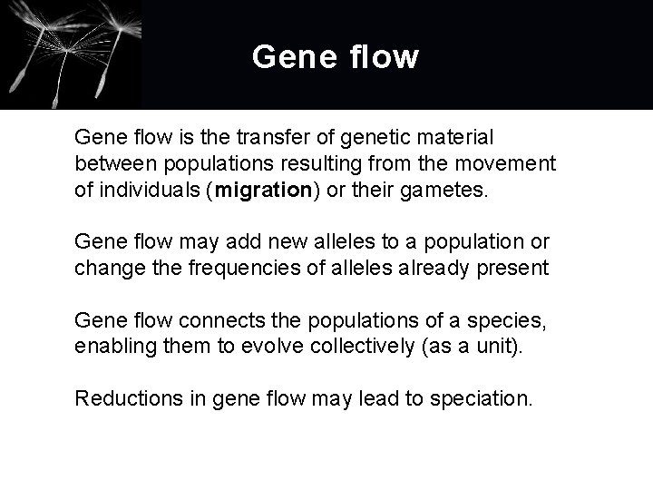 Gene flow is the transfer of genetic material between populations resulting from the movement