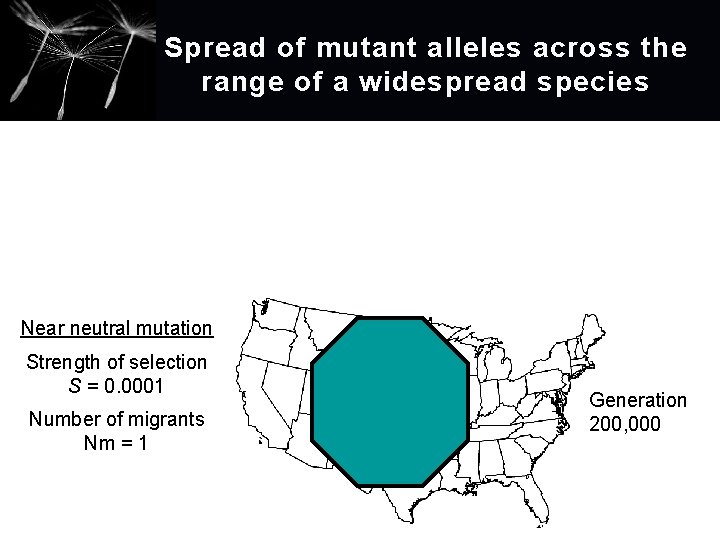 Spread of mutant alleles across the range of a widespread species Near neutral mutation