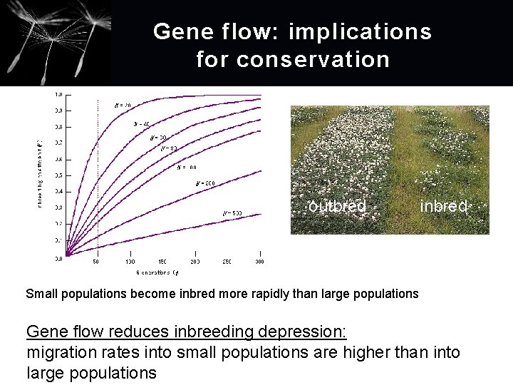 Gene flow: implications for conservation outbred inbred Small populations become inbred more rapidly than