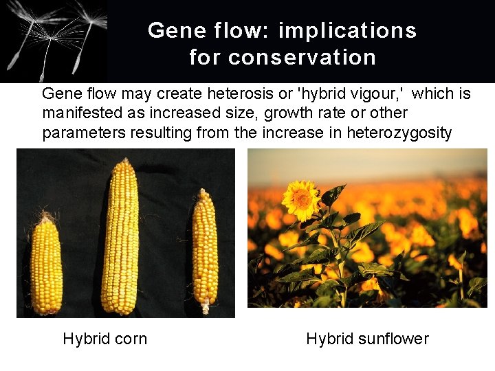 Gene flow: implications for conservation Gene flow may create heterosis or 'hybrid vigour, '