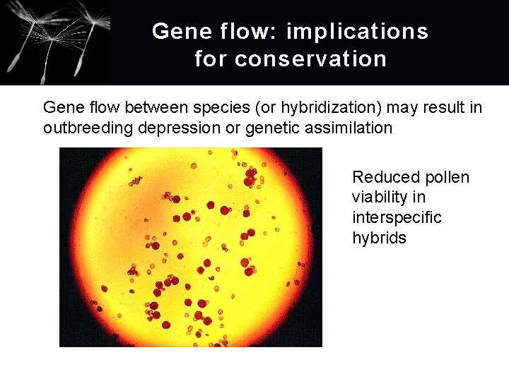 Gene flow: implications for conservation Gene flow between species (or hybridization) may result in