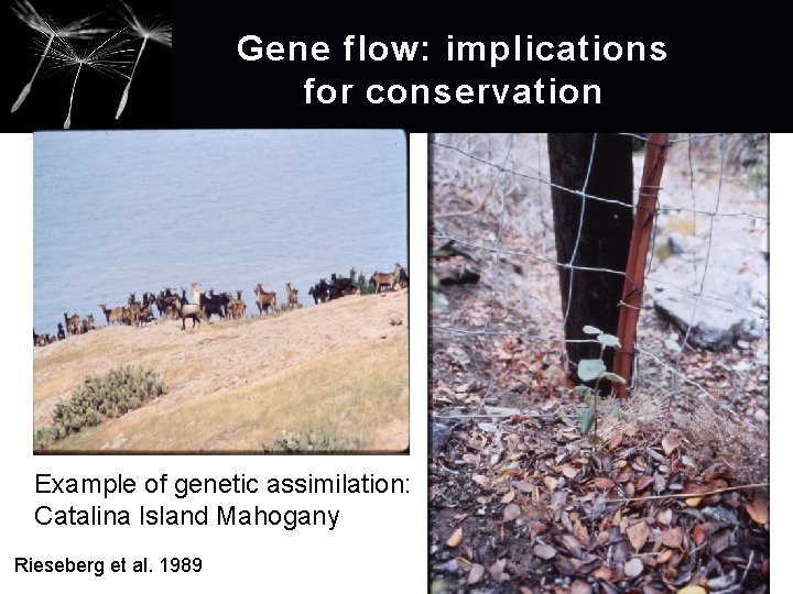 Gene flow: implications for conservation Example of genetic assimilation: Catalina Island Mahogany Rieseberg et