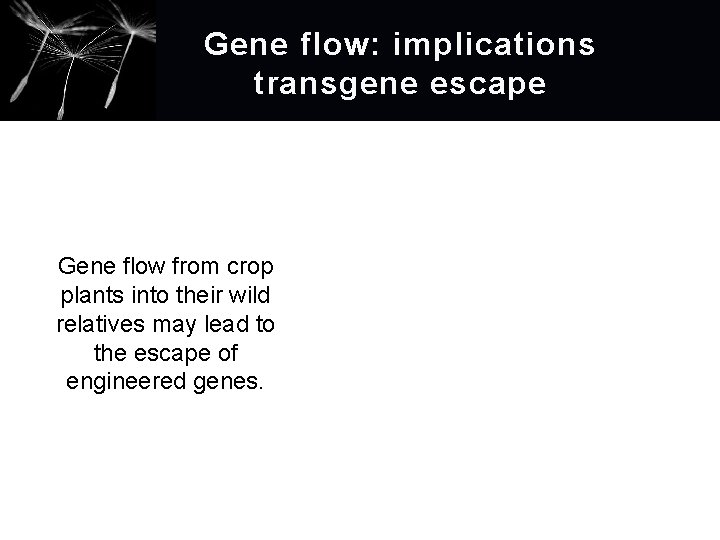 Gene flow: implications transgene escape Gene flow from crop plants into their wild relatives