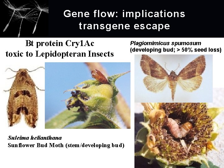 Gene flow: implications transgene escape Bt protein Cry 1 Ac toxic to Lepidopteran Insects