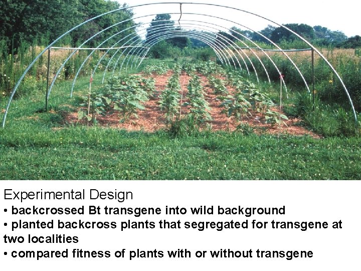 Experimental Design • backcrossed Bt transgene into wild background • planted backcross plants that