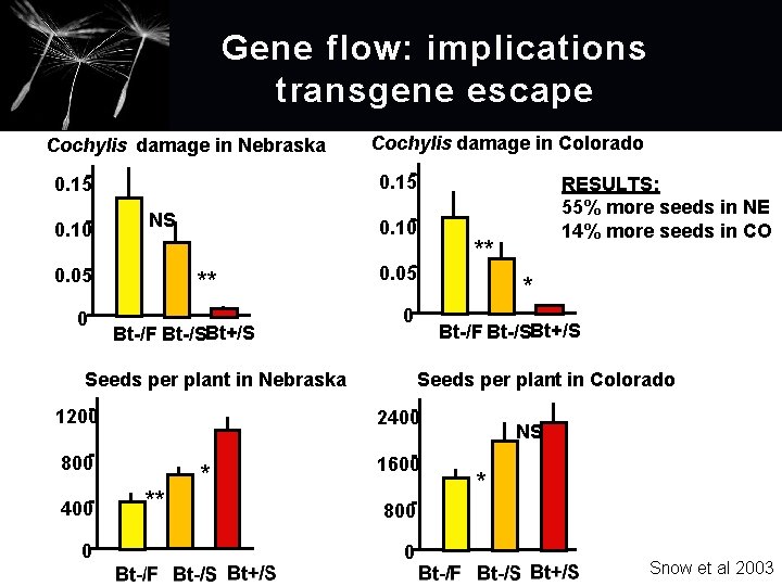 Gene flow: implications transgene escape Cochylis damage in Nebraska 0. 15 0. 10 NS