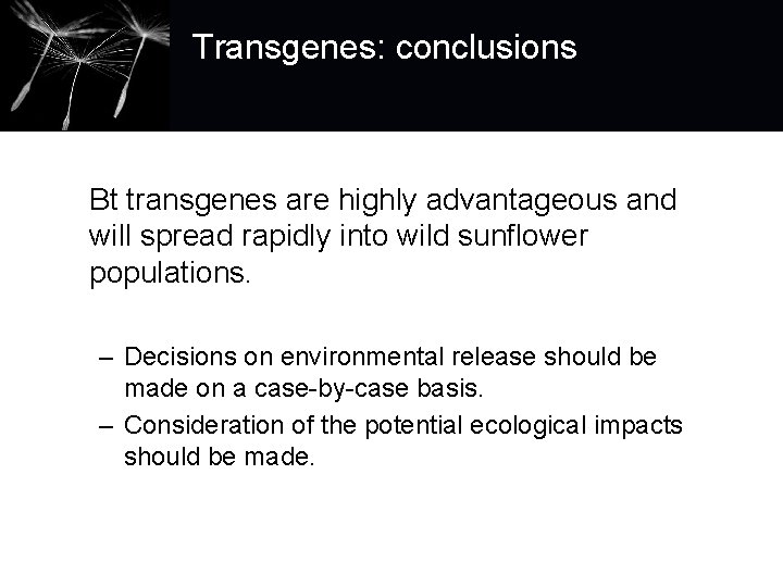 Transgenes: conclusions Bt transgenes are highly advantageous and will spread rapidly into wild sunflower