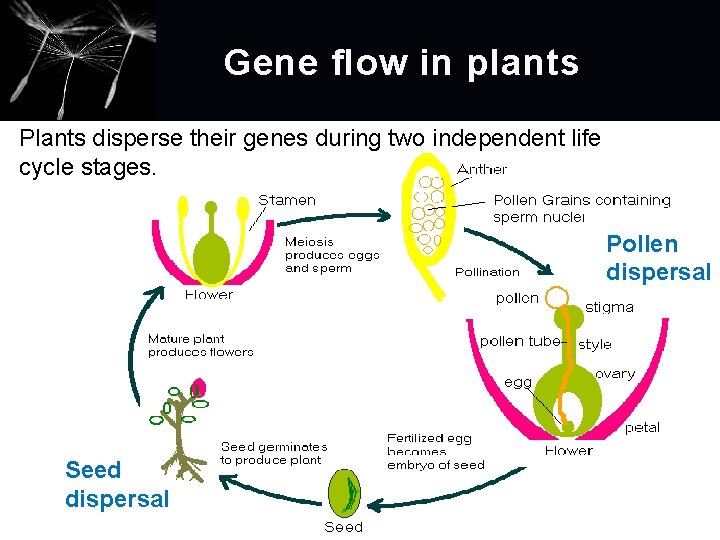 Gene flow in plants Plants disperse their genes during two independent life cycle stages.