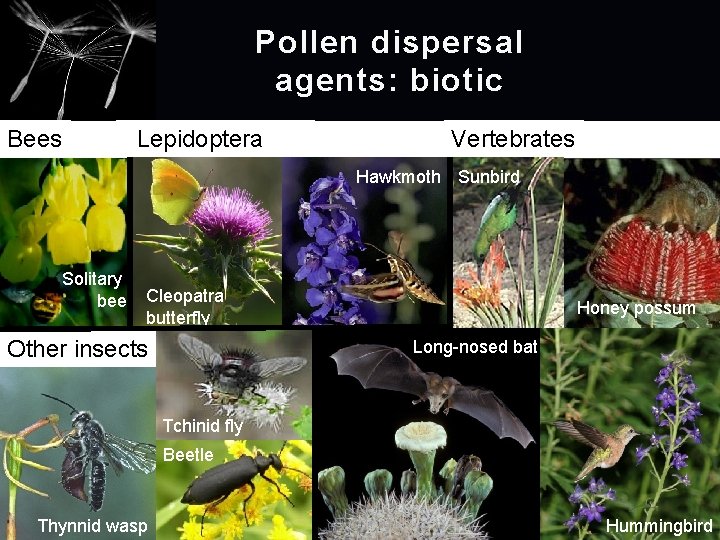 Pollen dispersal agents: biotic Bees Lepidoptera Vertebrates Hawkmoth Sunbird Solitary bee Cleopatra butterfly Honey