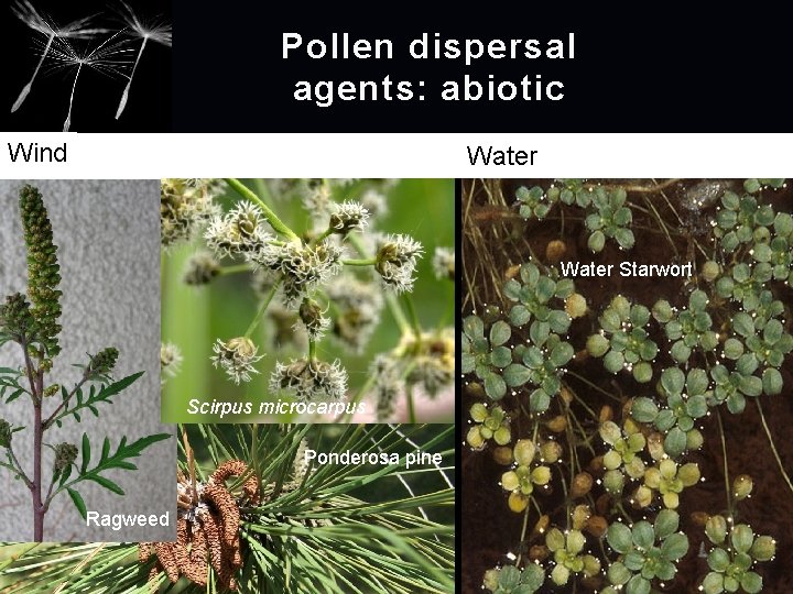 Pollen dispersal agents: abiotic Wind Water Starwort Scirpus microcarpus Ponderosa pine Ragweed 