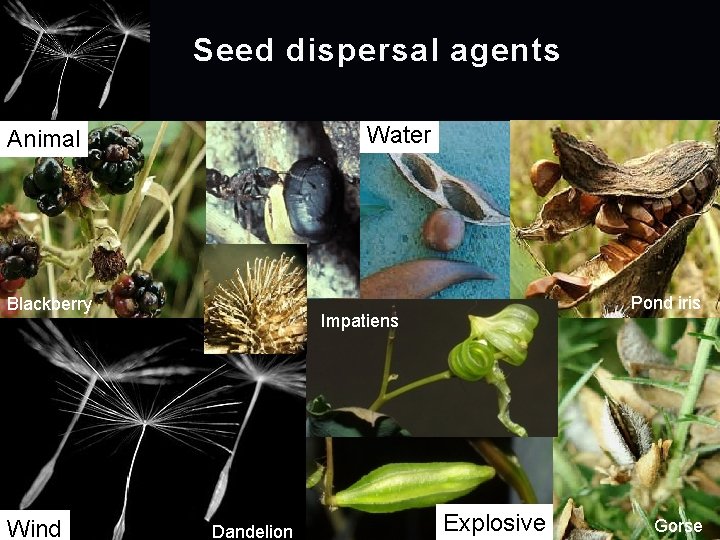 Seed dispersal agents Water Animal Blackberry Wind Black bean Impatiens Dandelion Explosive Pond iris