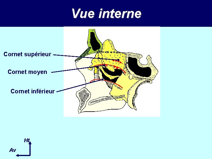 Vue interne Cornet supérieur Cornet moyen Cornet inférieur Ht Av 