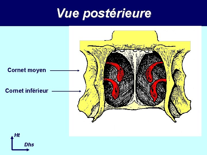 Vue postérieure Cornet moyen Cornet inférieur Ht Dhs 
