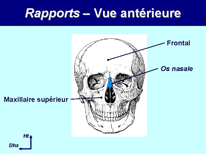 Rapports – Vue antérieure Frontal Os nasale Maxillaire supérieur Ht Dhs 