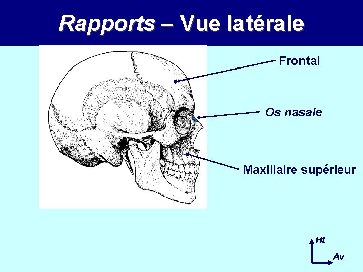 Rapports – Vue latérale Frontal Os nasale Maxillaire supérieur Ht Av 