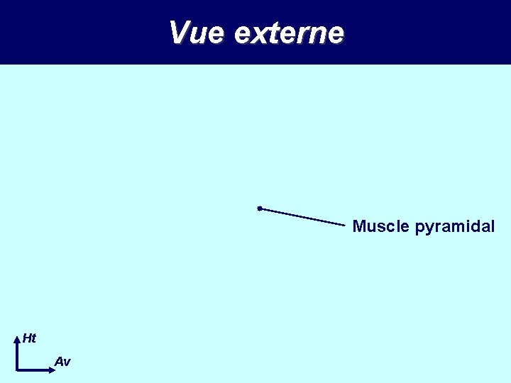 Vue externe Muscle pyramidal Ht Av 
