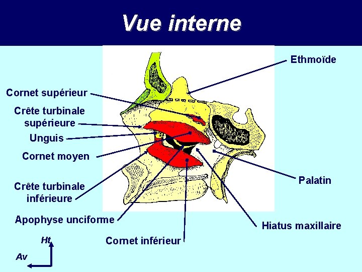 Vue interne Ethmoïde Cornet supérieur Crête turbinale supérieure Unguis Cornet moyen Palatin Crête turbinale