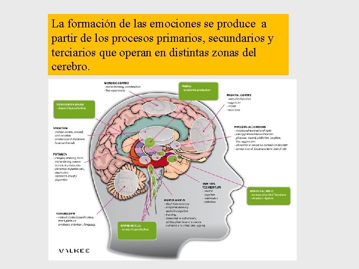 La formación de las emociones se produce a partir de los procesos primarios, secundarios