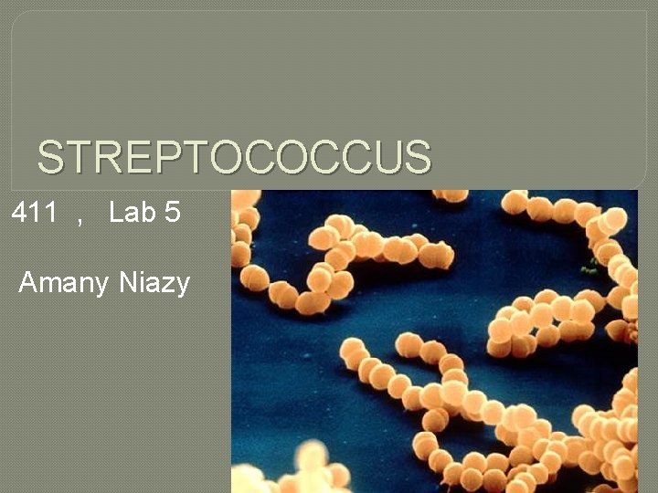 STREPTOCOCCUS 411 , Lab 5 Amany Niazy 