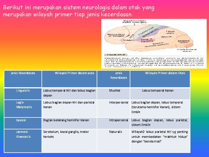 Berikut ini merupakan sistem neurologis dalam otak yang merupakan wilayah primer tiap jenis kecerdasan. Berikut ini merupakan sistem neurologis dalam otak yang merupakan wilayah primer tiap jenis kecerdasan.