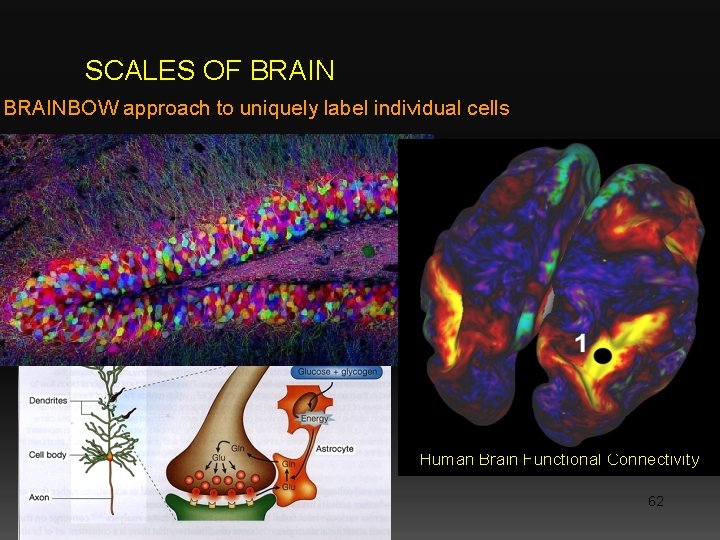 SCALES OF BRAINBOW approach to uniquely label individual cells Human Brain Functional Connectivity 62