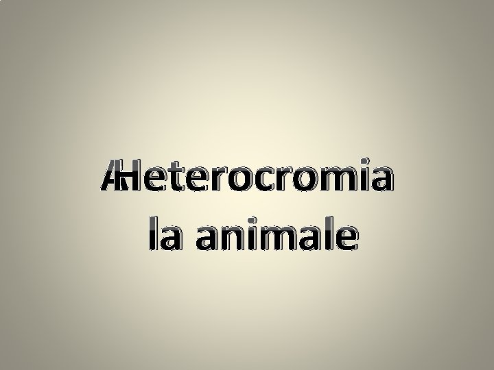  Heterocromia la animale 