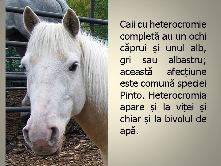 Caii cu heterocromie completă au un ochi căprui și unul alb, gri sau albastru;